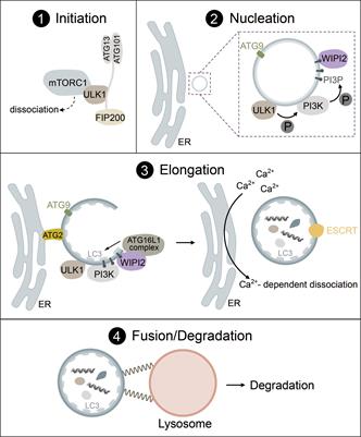 The interplay between autophagy and cGAS-STING signaling and its implications for cancer